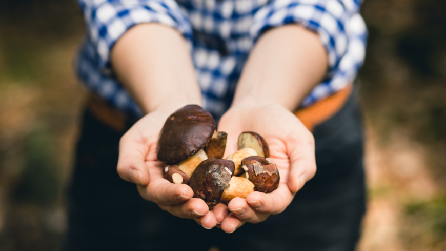 Det allra viktigaste rådet när man plockar och tillagar svamp är att veta vad man gör, inte minst med nya svampar, säger svampexperten Pelle Holmberg. Foto: Shutterstock